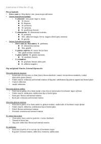 Anatomy of the lower limb - Docsity
