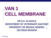 Cell membranes including cell surface modifications