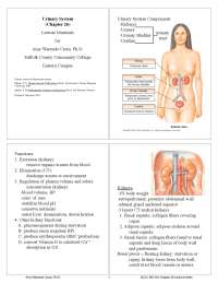 URINARY SYSTEM NOTES - Docsity