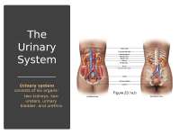 Urinary System Lecture Notes