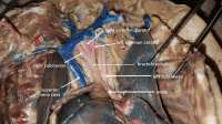 Blood Vessels of Dissected Cat