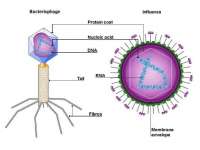 bacteriophage structure