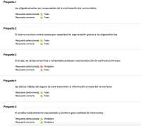 Sistema nervioso de anatomia