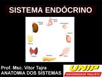 Anatomia do sistema endocrino: elementos principais