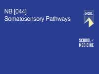 somatosensory pathways
