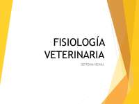 Presentación de sistema renal