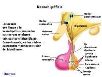 neurophisis mapa conceptual