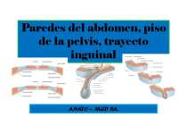 Anatomía del Abdomen: Paredes, Piso Pelviano y Trayecto Inguinal