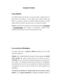 glandula tiroide- histologia