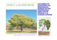 Apuntes Física: elasticidad, fluidos e hidrostática (2)