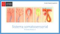 Sistema somatosensorial