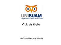 Ciclo de krebs bioquímica