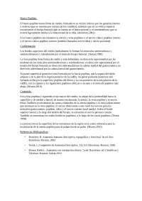 Fosa poplitea -Anatomia miembro inferior