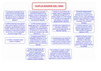 Duplicazione del DNA - Docsity