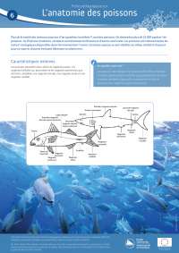 Fiche pédagogique sur l'anatomie des poissons - Docsity