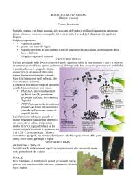 botritys cinerea, malattia fungina della vite