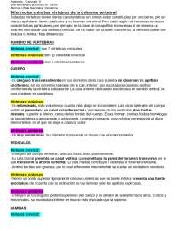 Vértebras de la columna