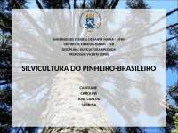 Silvicultura de Araucária