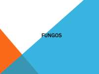 Morfologia dos Fungos