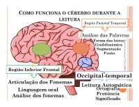 Funcionamento do Cérebro durante a Leitura