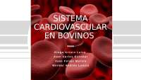 Sistema cardiovascular en bovinos
