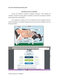 raças de bovinos e suas aptidoes