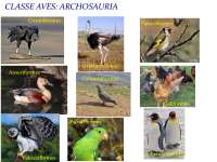 Slides de aves e mamiferos