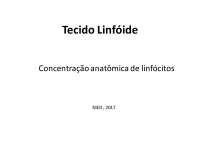 Linfonodo Linfocitos