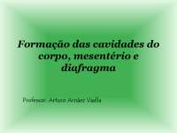 Embriologia - cavidade coporal