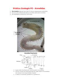 Aulá pratica de zoologia - Filo Annelida