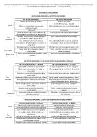 Resumo de caninos, pre molares e molares