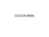 metabolismo ciclo de krebs