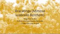 Cultivo da bracatinga