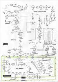 mapa metabolico geral