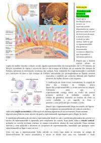Fertilização- Humanos