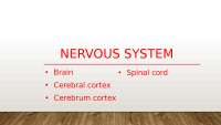 Nervous system including brain, spinal cord, cerebral cortex and ...
