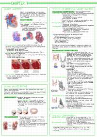 heart valves replacement