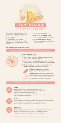 Biotechnology - Fermentation
