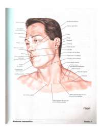 Imágenes Netter cara cara - Docsity