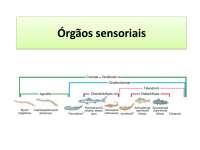 Orgaos sensoriais de peixes