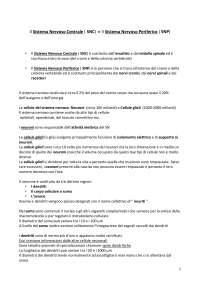 Il Sistema Nervoso Centrale ( SNC)  e Il Sistema Nervoso Periferico ( SNP)