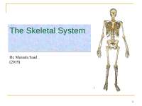 Skeletal System Anatomy Docsity Skeletal System Anatomy Docsity