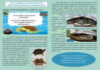 Revista MITO-TESTUDINES