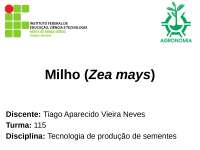 Produção de sementes de milho