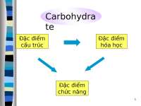 carbohydrat gluxit saccarrid polisaccarid