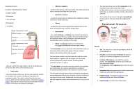 Human Respiratory System: Anatomy, Physiology, and Immune Response