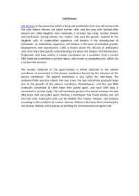 Cell Division: The Process of Proliferation and Nuclear Division in Cells