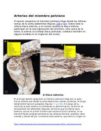Arterias de Miembros pelviano en perros