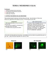 Neurones y Glia: Estructura Básica y Funcionamiento