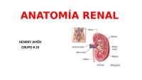 anatomia renal funciones  y irrigacion inervacion